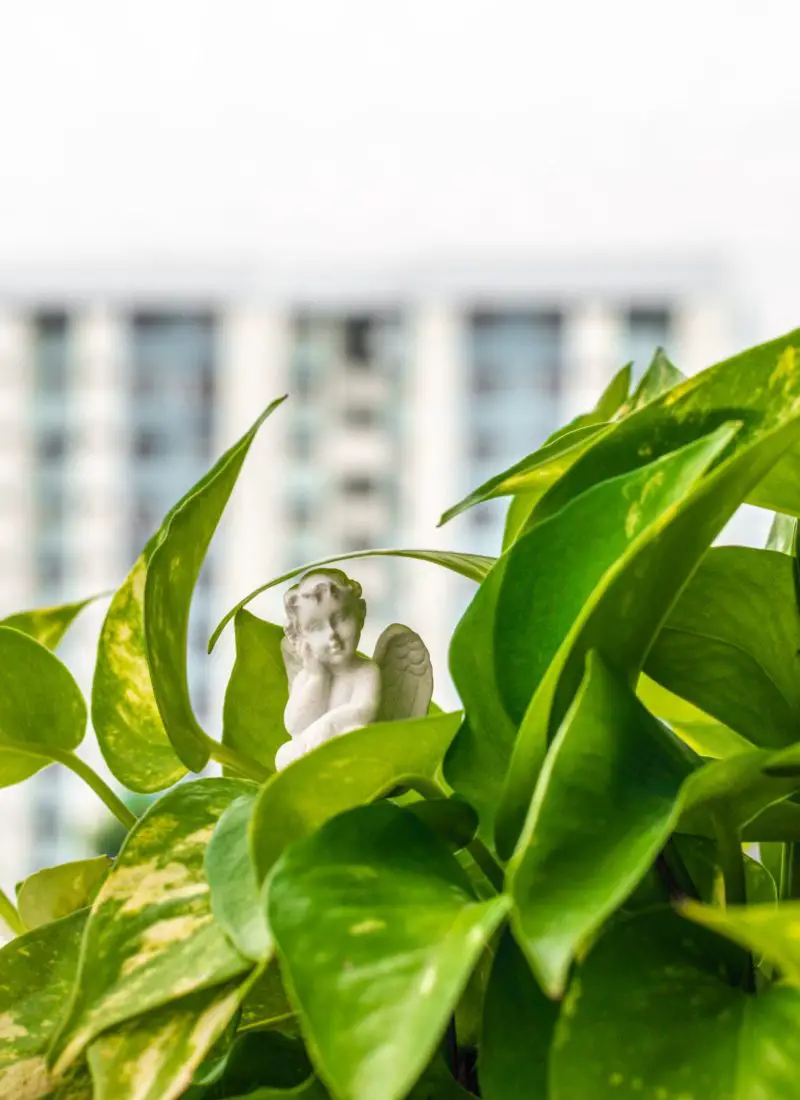 How to Make Pothos Fuller: The Ultimate Guide