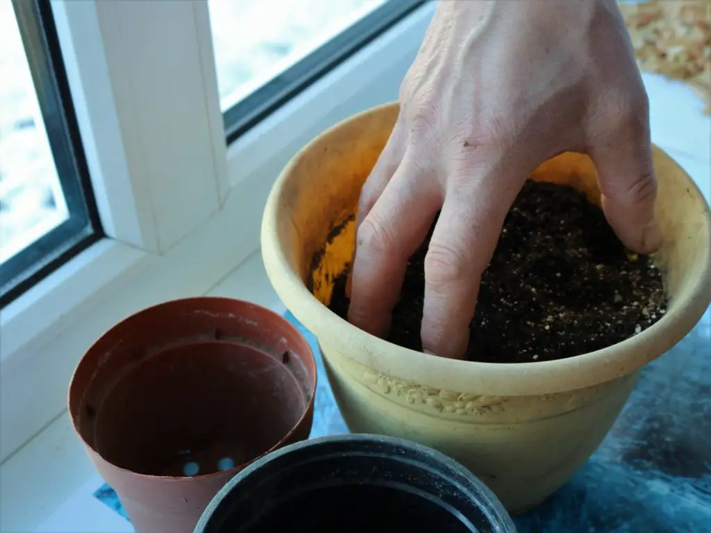 Hand scooping dirt from the soil