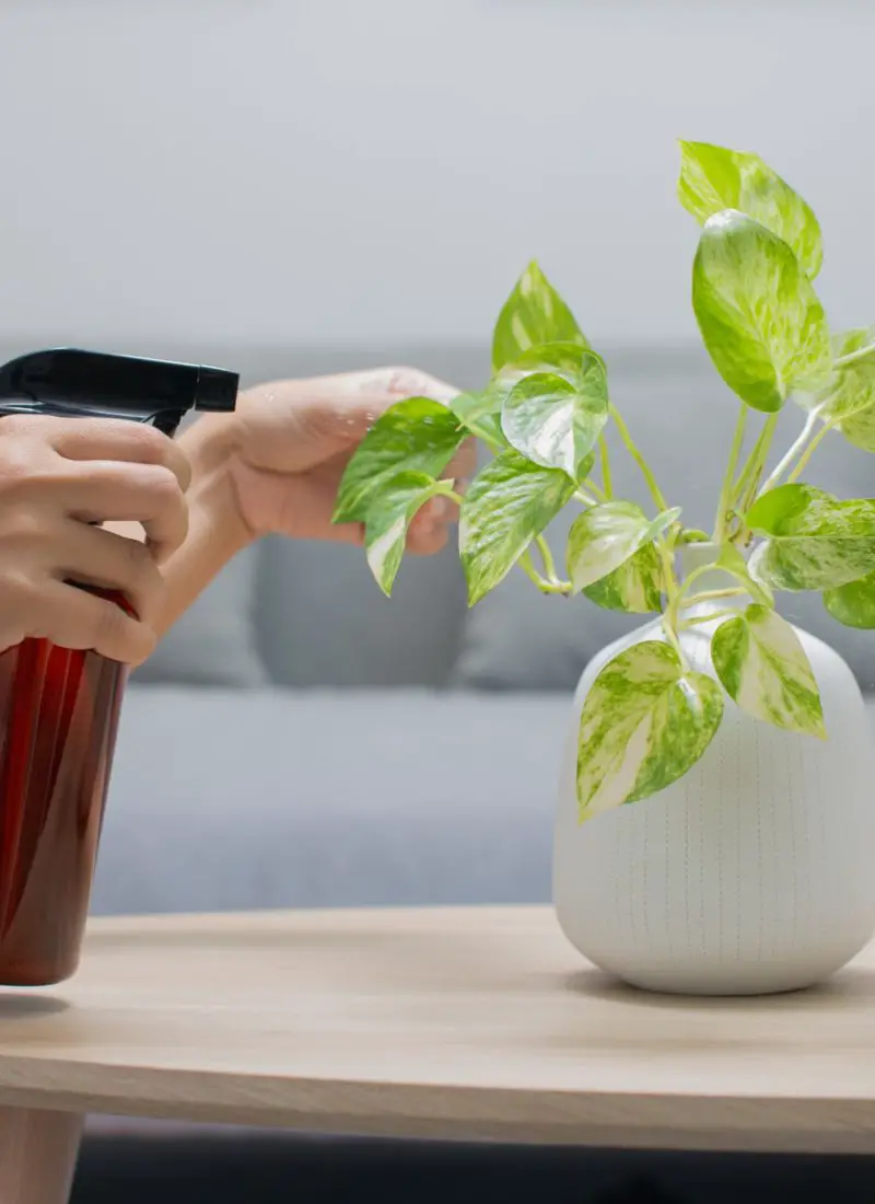 Do Pothos Plants Like To Be Misted? (All You Need To Know)