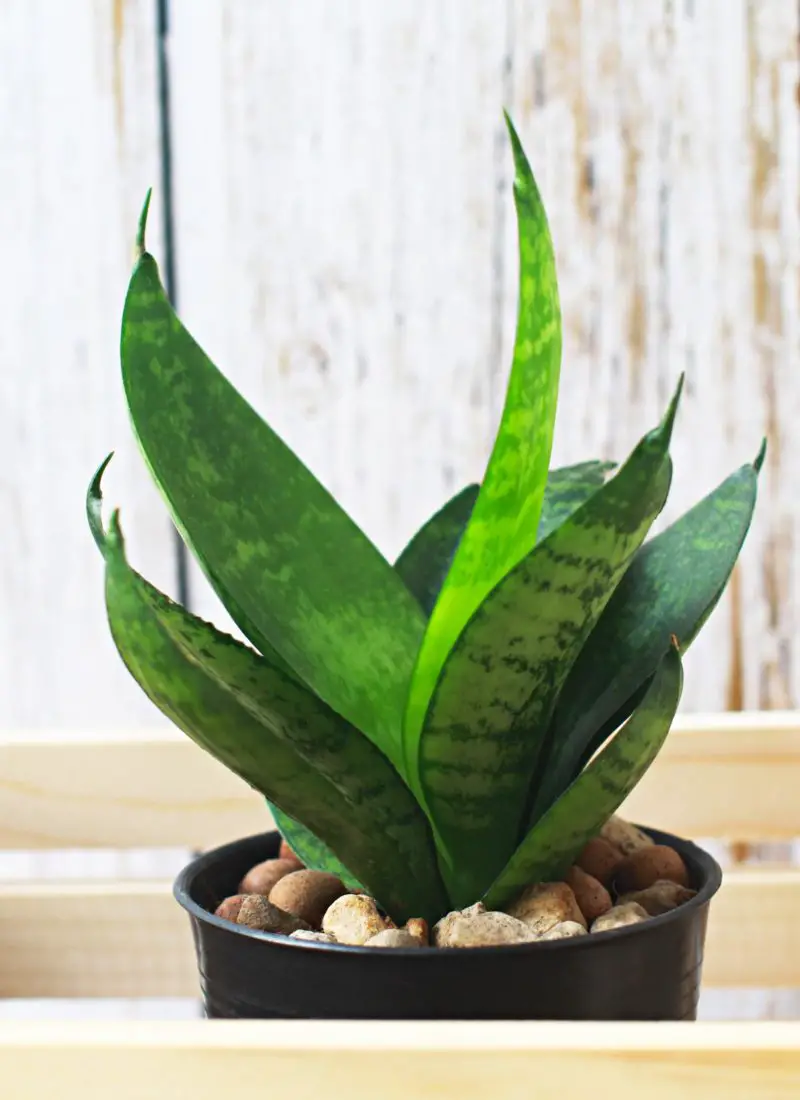 Do Snake Plants Need Drainage Holes? The Truth You Need to Know