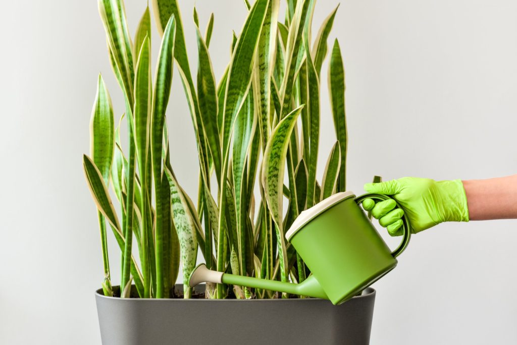 A watering can being used to water a large pot filled with snake plants