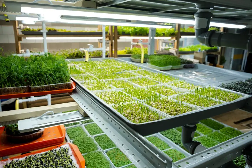 microgreen lights