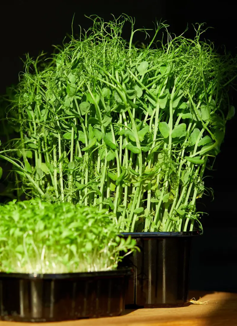 How Much Light Do Microgreens Need to Grow Better?