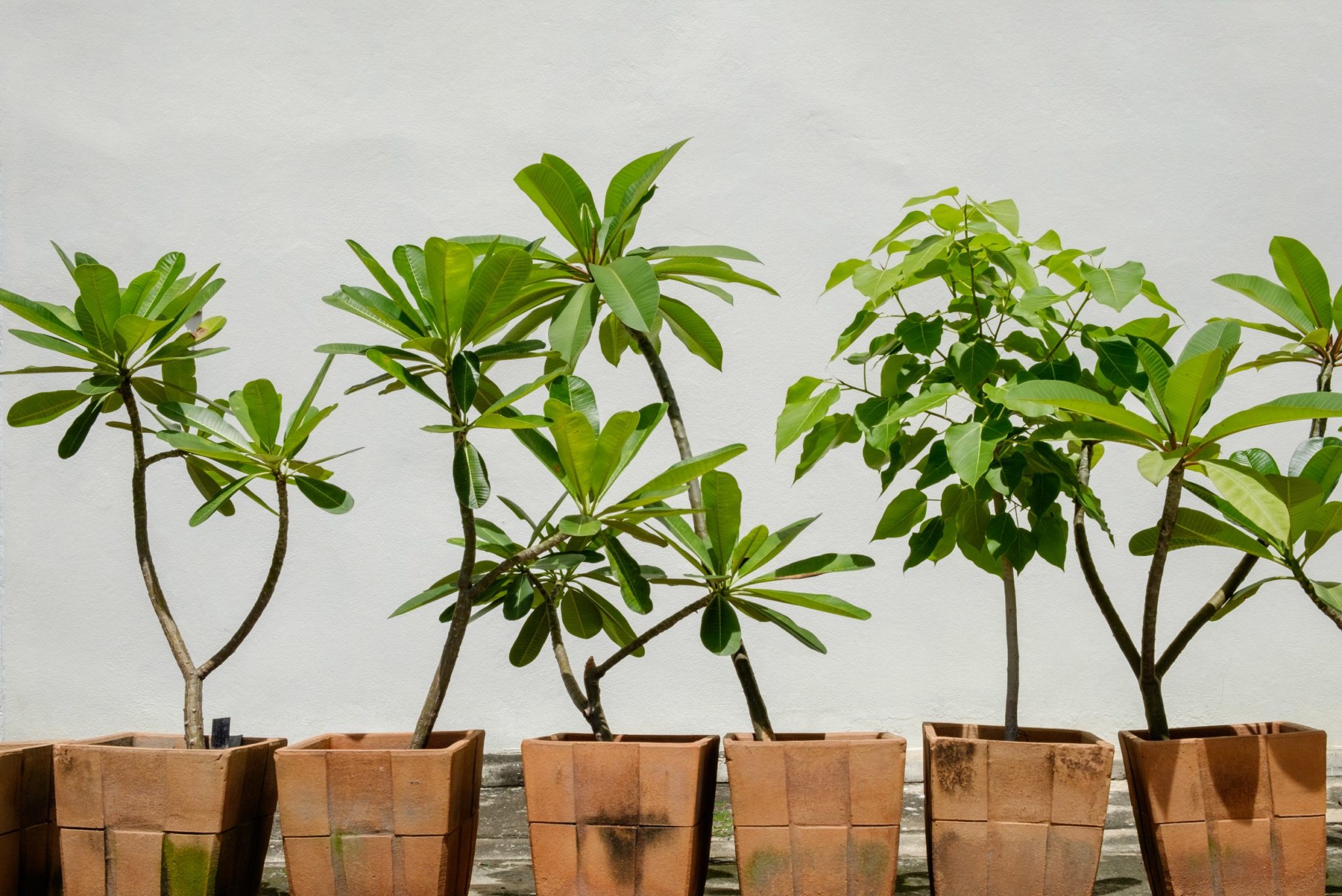 How to Grow Plumerias in Pots: A Step-by-Step Guide - Plant House Aesthetic