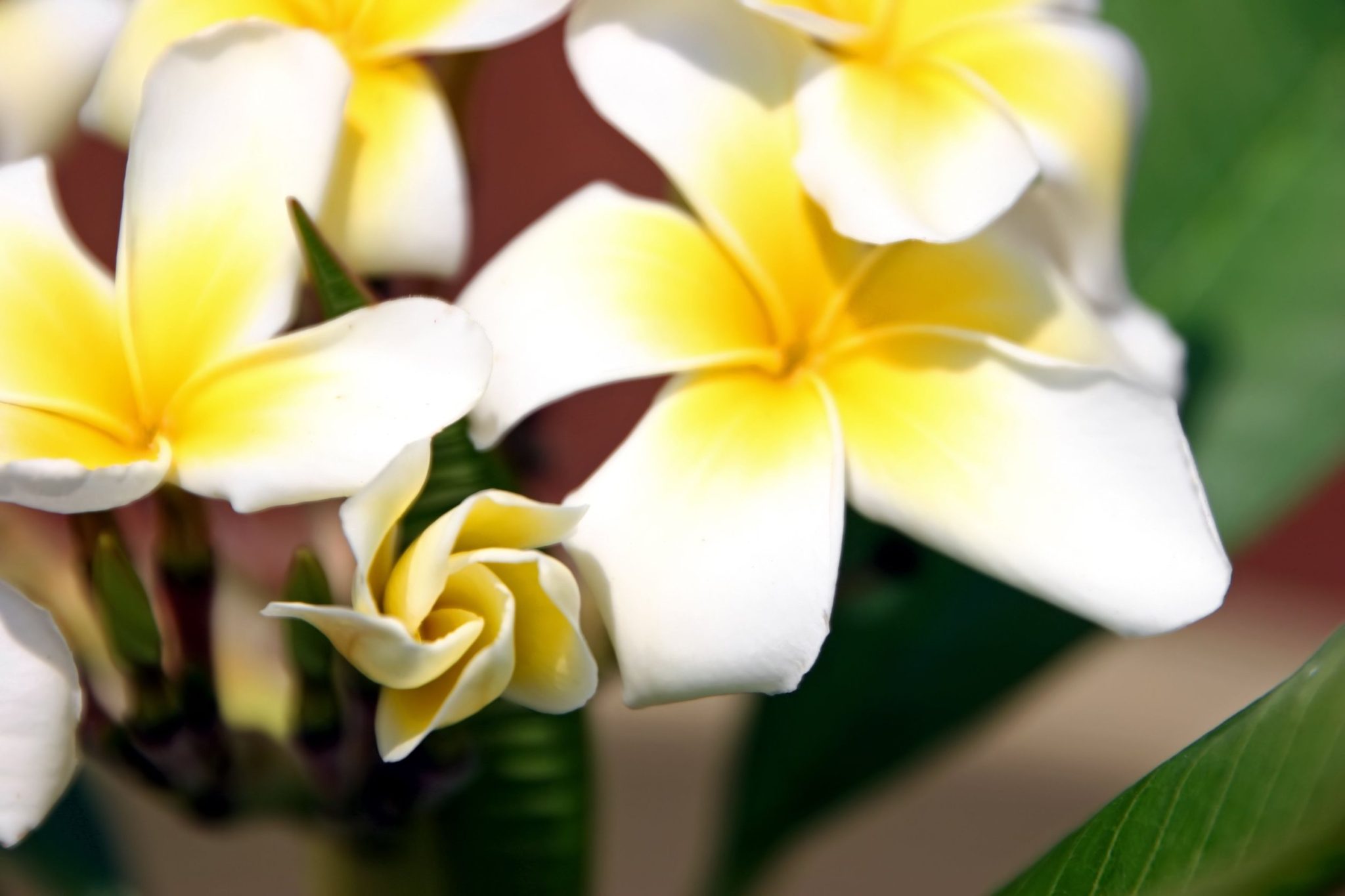 How to Grow Plumerias in Pots: A Step-by-Step Guide - Plant House Aesthetic