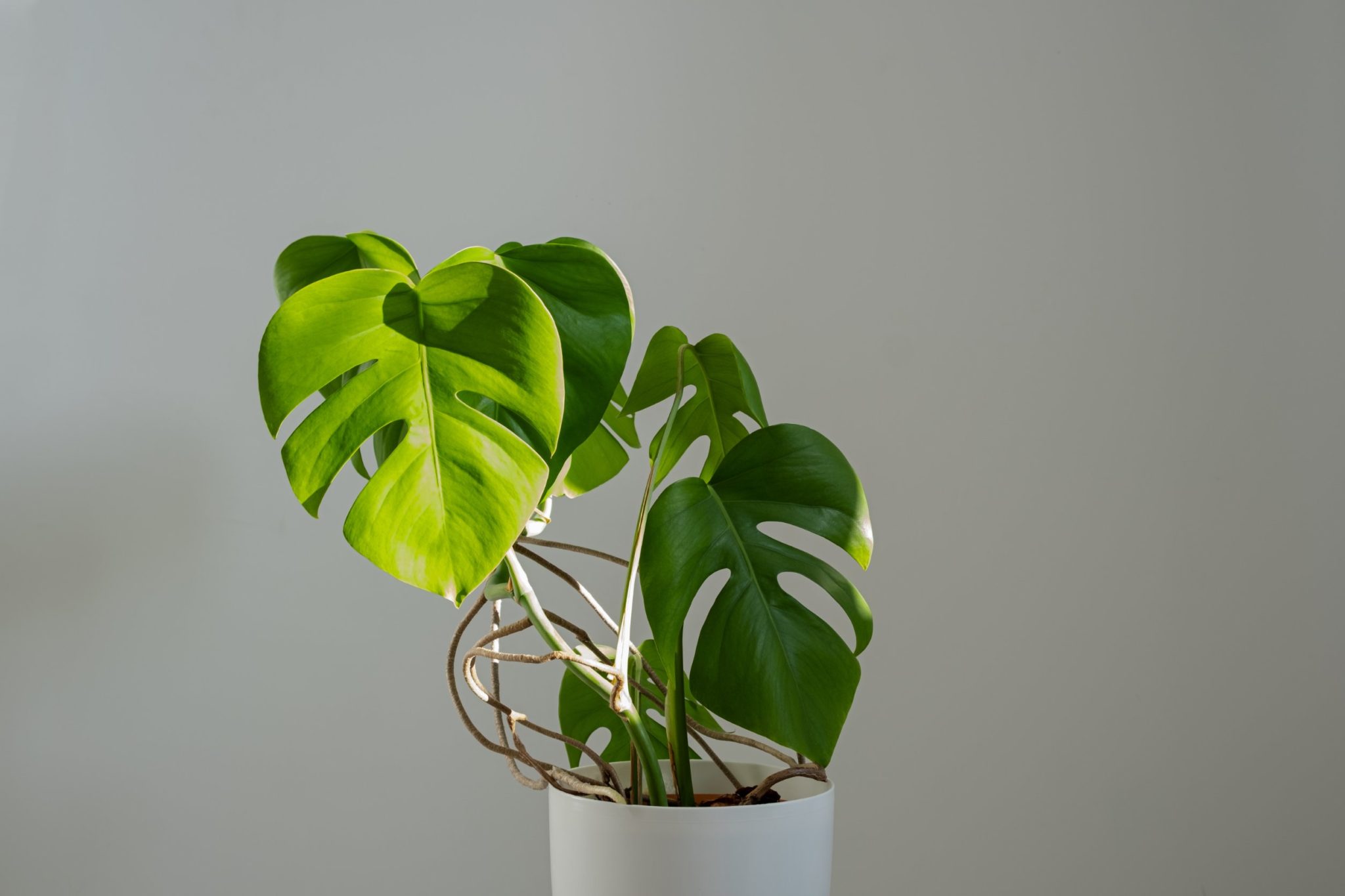 Training an Indoor Monstera to Climb - With Helpful Tips - Plant House ...