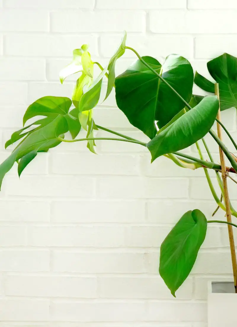 Training an Indoor Monstera to Climb – With Helpful Tips