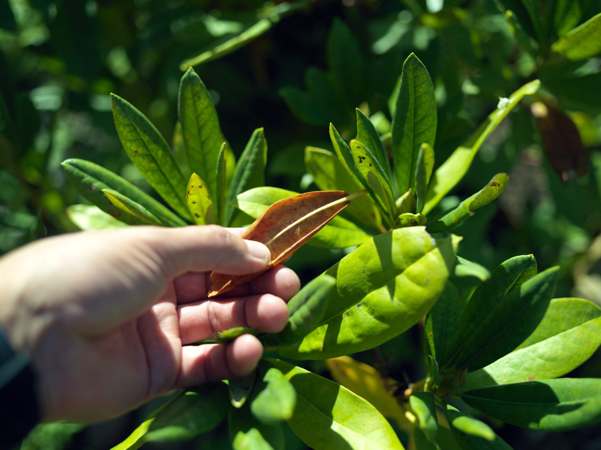 Is My Rhododendron Dead? Helpful & Easy Ways to Check Plant House