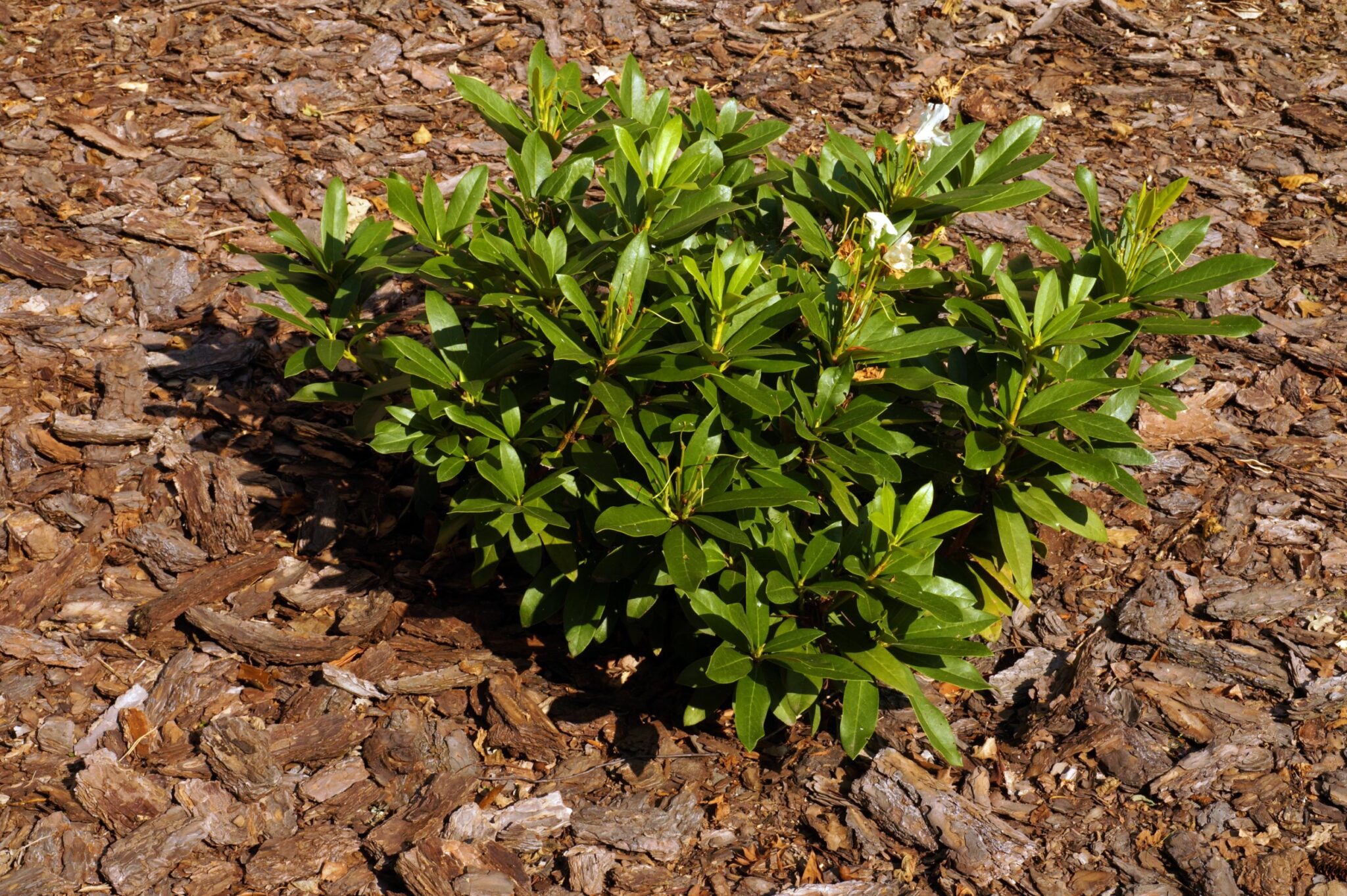 Is My Rhododendron Dead? Helpful & Easy Ways to Check Plant House