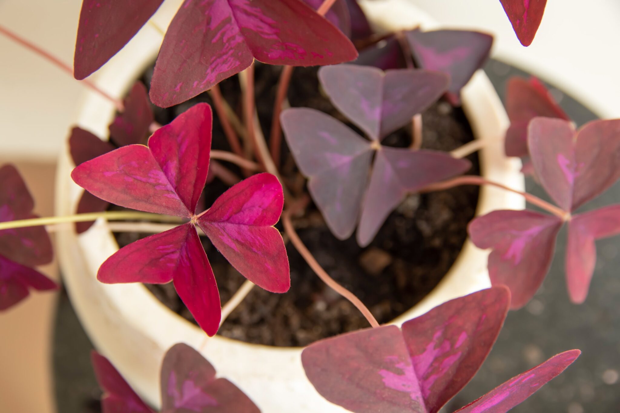 Everything You Need to Know About the Fascinating Oxalis Triangularis ...