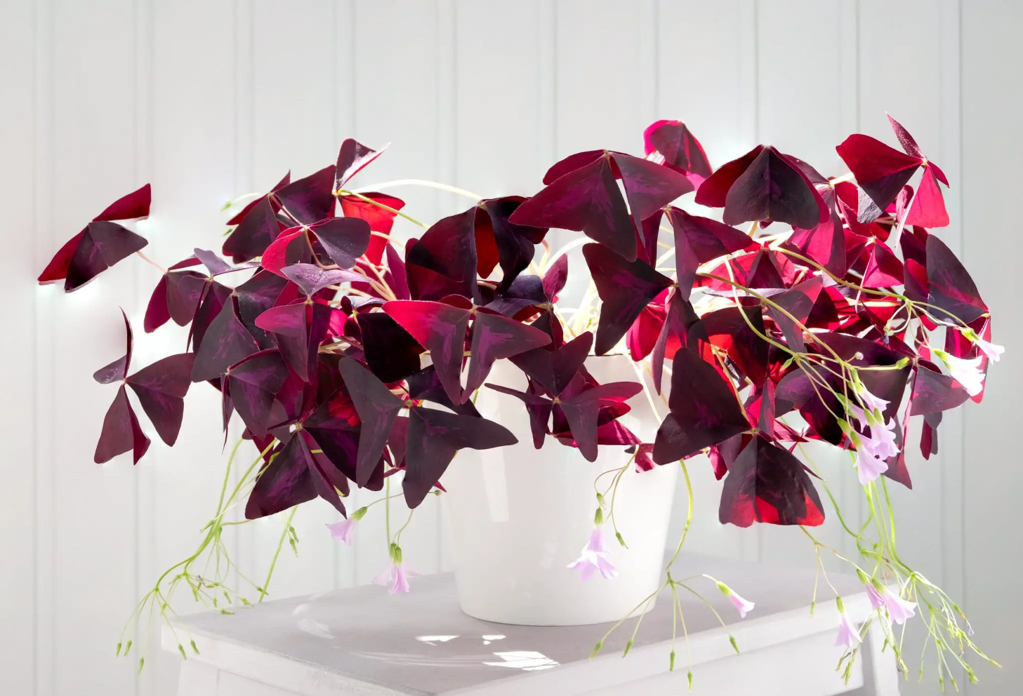 Eʋerything You Need to Know AƄout the Fascinating Oxalis Triangularis -  Plant House Aesthetic