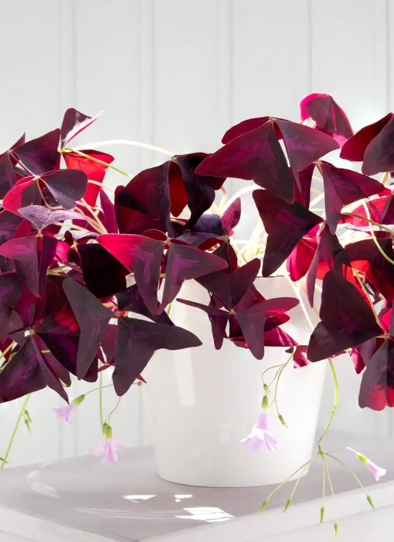 Everything You Need to Know About the Fascinating Oxalis Triangularis