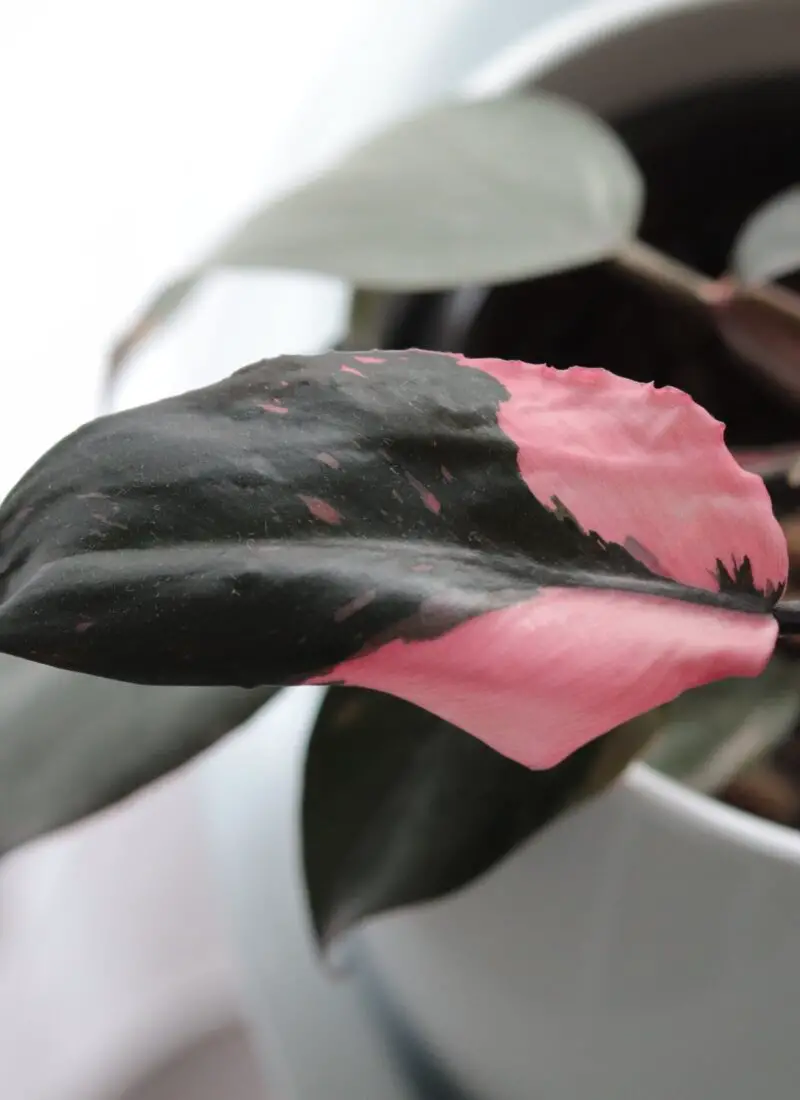 Philodendron ‘Pink Princess’: A Unique and Beautiful Houseplant