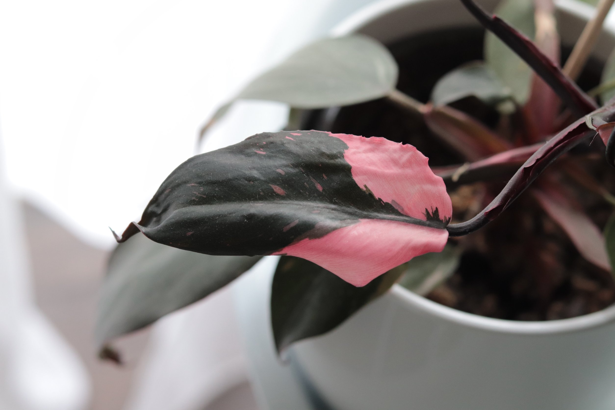 pink princess philodendron grow light