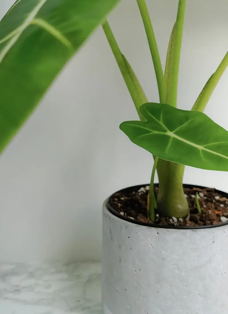 The Truth About Alocasia Aerial Roots