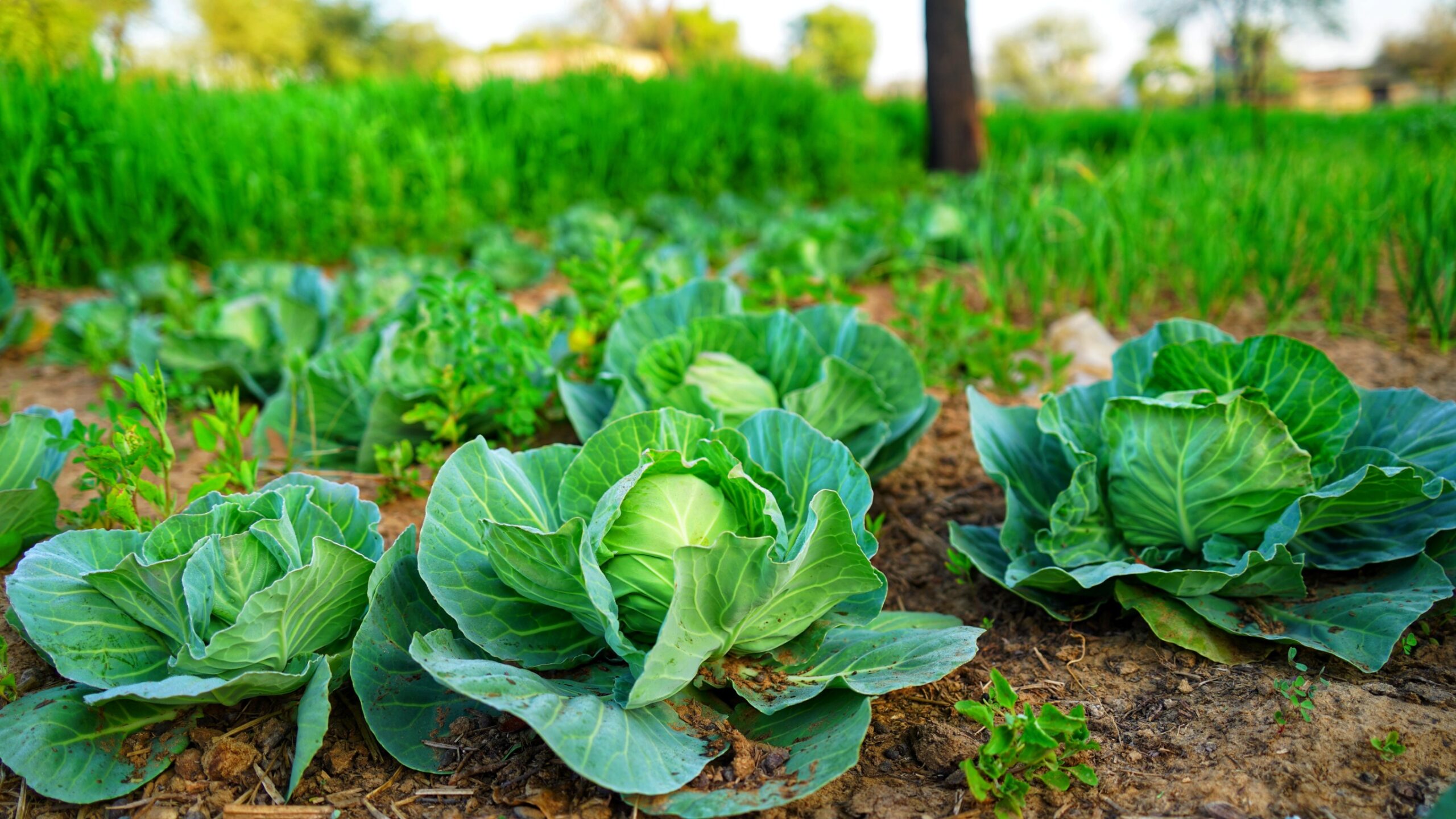 cabbage patch garden