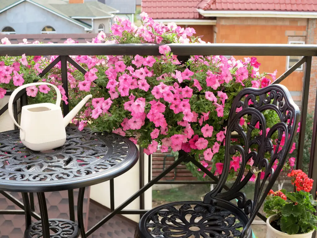 Blooming beautiful pink Petunia flowers and white watering can stands on table. Metal forged furniture on balcony on sunny summer day. Flowers on balcony