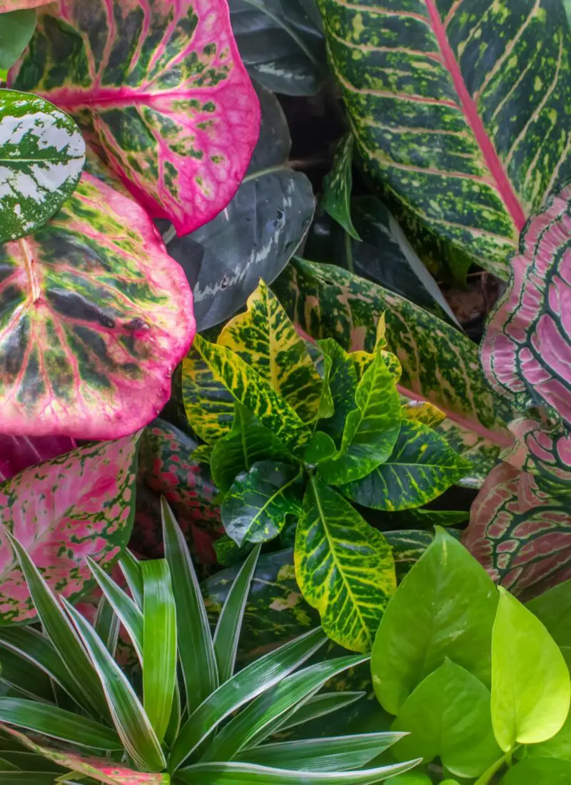 9 Unbelievably Fragile and Delicate Houseplants to Care For