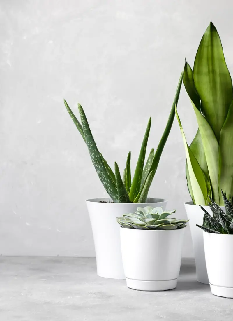 11 Best Unkillable Houseplants to Start Caring For