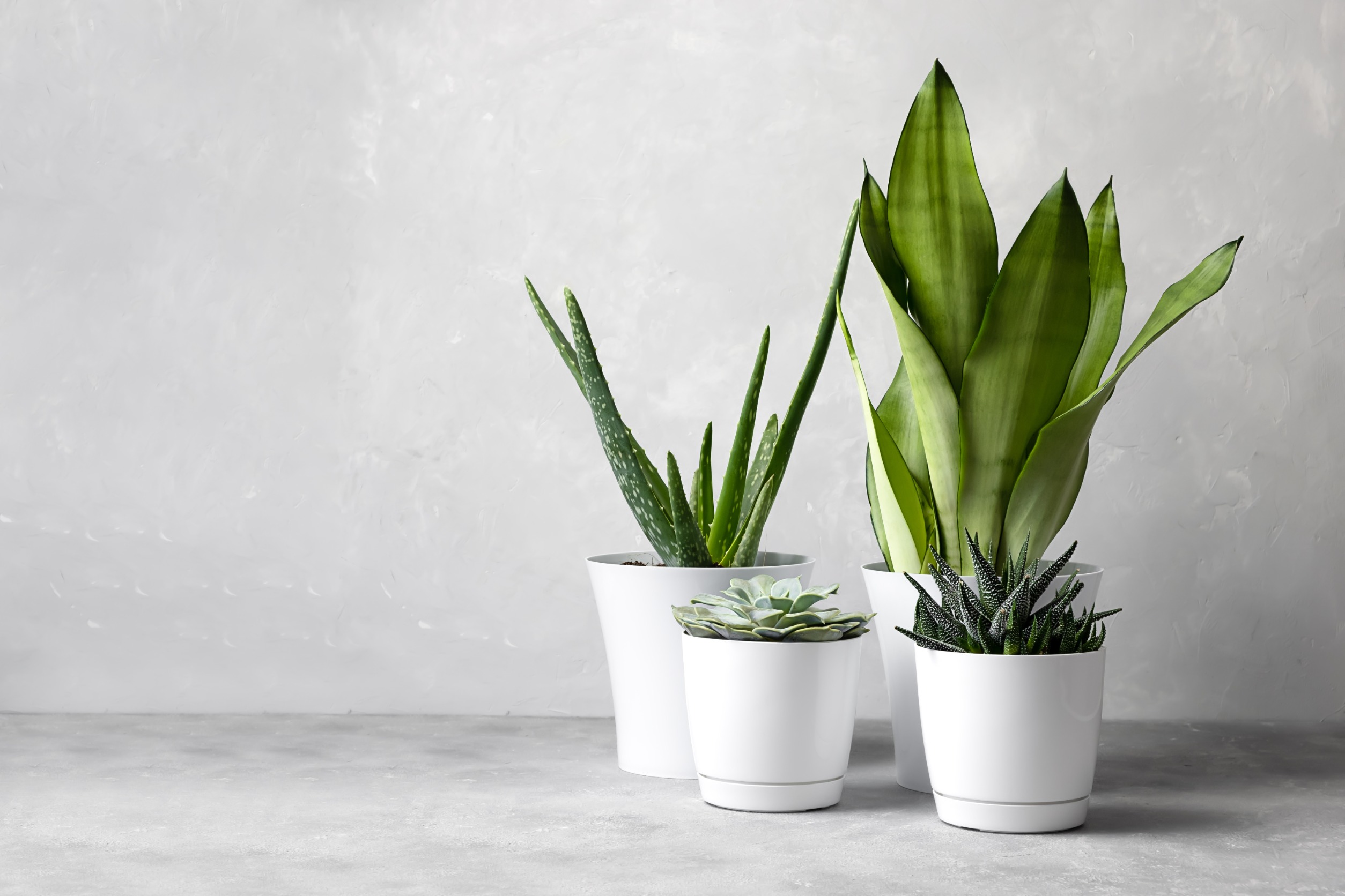 11 Best Unkillable Houseplants to Start Caring For - Plant House Aesthetic