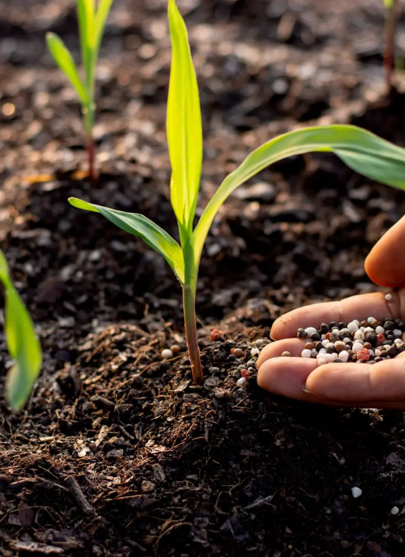 14 Types of Fertilizer for Plants