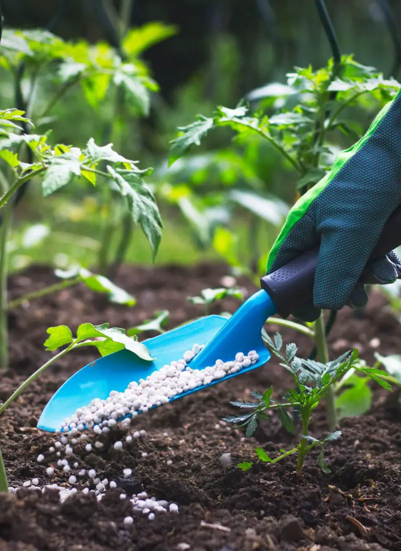 How to Fertilize Plants